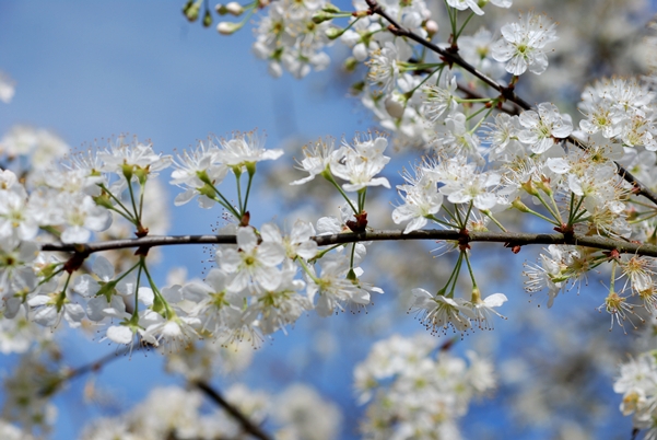 {Prunus umbellata}